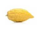 Etrog