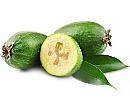 Feijoa