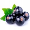 Blackcurrant